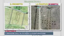 Trevignano, spunta una croce di olivi al campo thumbnail