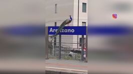 Pavoni invadono Arenzano, il comune li regala thumbnail