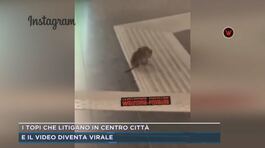 I topi che litigano in centro città thumbnail