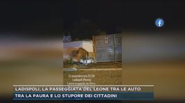 Ladispoli, la passeggiata del leone tra le auto thumbnail