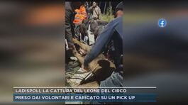 Ladispoli, la cattura del leone del circo thumbnail