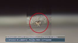 Alpago, un lupo attraversa la strada di sera thumbnail