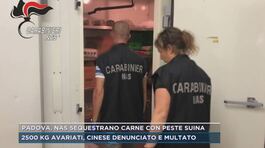 Padova, Nas sequestrano carne con peste suina thumbnail