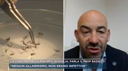 La zanzara della malaria in Puglia, parla il Prof. Bassetti thumbnail