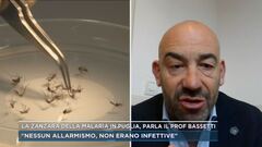 La zanzara della malaria in Puglia, parla il Prof. Bassetti