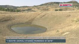Caltanissetta, dal laghetto ridotto a una pozza di fango thumbnail