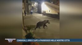 Cinghiali, orsi e lupi a passeggio nelle nostre città thumbnail