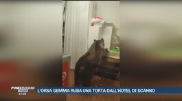 L'orsa Gemma ruba una torta dall'Hotel di Scanno thumbnail