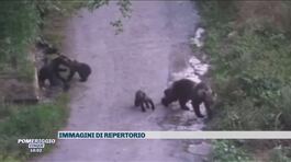 Il mistero dell'orsa morta in Trentino thumbnail