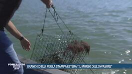 Granchio blu, emergenza a Porto Tolle thumbnail