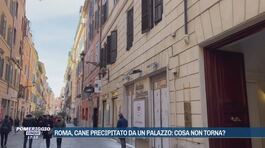 Roma, cane precipitato da un palazzo: cosa non torna? thumbnail