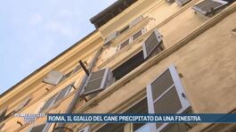 Roma, il giallo del cane precipitato da una finestra thumbnail