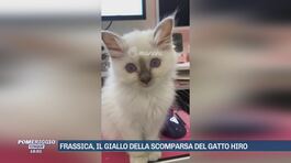 Frassica, il giallo della scomparsa del gatto Hiro thumbnail