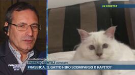 Frassica, il gatto Hiro scomparso o rapito? thumbnail