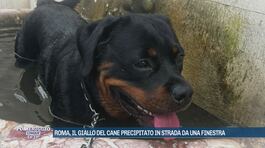 Roma, il giallo del cane precipitato in strada da una finestra thumbnail