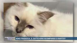 Nino Frassica, il gatto Hiro scomparso o rapito? thumbnail