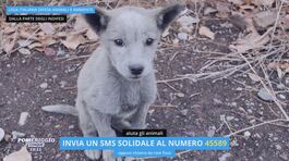 "Salvami subito": un sms per salvare un animale abbandonato thumbnail