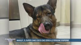 Marley, il super cane cieco che cerca le persone disperse thumbnail