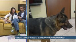 Marley, il cane cieco che salva la vite alle persone thumbnail