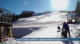 Dal Polo Nord a Cortina: il magico mondo dei cani da slitta thumbnail