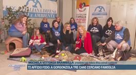 Ti Affido Fido: a Gorgonzola tre cani cercano famiglia thumbnail