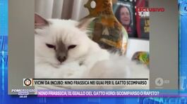 Nino Frassica, il giallo del gatto Hiro: scomparso o rapito? thumbnail