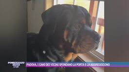 Padova, i cani dei vicini sfondano la porta e la aggrediscono thumbnail