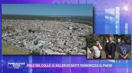 Palo del Colle: il killer di gatti terrorizza il paese thumbnail
