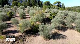 Olio - prezzi alle stelle e gli alberi vengono distrutti thumbnail