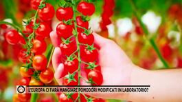 L'Europa ci farà mangiare pomodori modificati in laboratorio? thumbnail