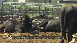 La strage delle bufale sane: "Hanno distrutto le nostre stalle" thumbnail
