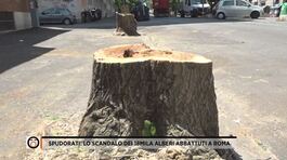 Spudorati: lo scandalo dei 18mila alberi abbattuti a Roma thumbnail