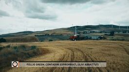 Follie green: contadini espropriati, ulivi abbattuti thumbnail