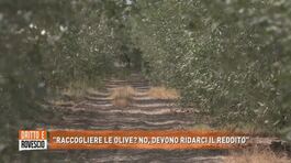 "Raccogliere le olive? No, devono ridarci il reddito" thumbnail