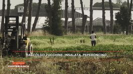 Lavoratori stranieri trattati come schiavi, come funziona il caporalato thumbnail