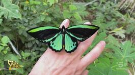 La farfalla bellissima, velenosa (non per noi) e in via d'estinzione thumbnail