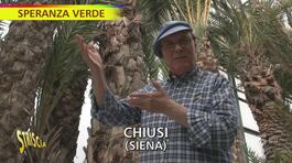 A "Speranza verde" la palma che resiste al freddo thumbnail