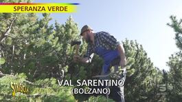 "Speranza verde" alla scoperta del pino mugo thumbnail