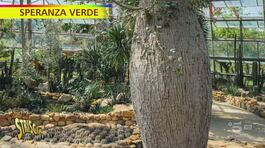 Ceiba speciosa: è una pianta o un albero? thumbnail