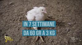 Se il pollo che mangiamo è cresciuto troppo in fretta thumbnail