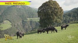 Anche in Alto Adige si fa la mozzarella di bufala thumbnail