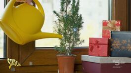"Ambiente Ciovani": albero di Natale, meglio vero o finto? thumbnail