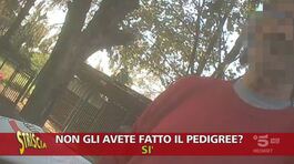 Cani di razza venduti senza pedigree: è legale? thumbnail