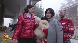 Volpini di Pomerania, un mercato con tanti misteri thumbnail