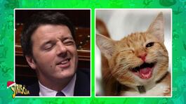 Politici e animali: Matteo Salvini cane, Matteo Renzi gatto thumbnail