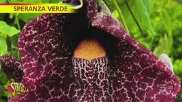 "Speranza Verde" e l'aristolochia brasiliana thumbnail