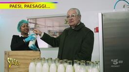 Davide Rampello e il latte Guernsey di Maleo (Lodi) thumbnail