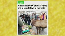 Cortina, allontanato il cervo che gironzolava per il mercato thumbnail