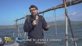 Lagune di Lesina e Varano, ostriche e allevatori in ginocchio thumbnail