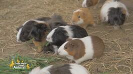 Ciccia, la cavia fortunata thumbnail